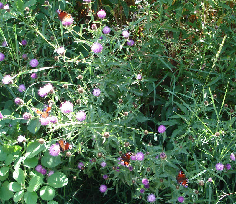 Group of Peacock Butterflies 