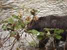 Grizzly Bear in River (4)