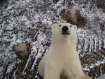 Polar Bear posing for a picture