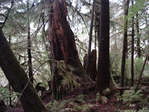 Close-up view of trees in Great Bear Forest