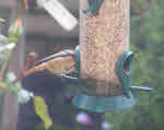 Barn Owl 5 of 5