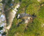 Coal Tit eating Grub 