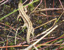 Common Lizard