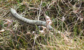 Top view of green Common Lizard 