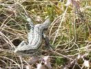 Front view of Common Toad 