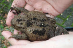 Front view of Common Toad 