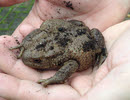 Front view of Common Toad 