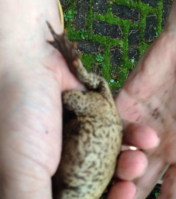 Common Toad 5 