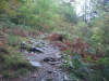 Woods on Castle Crag