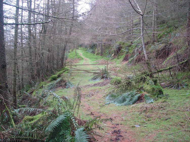 Whinlatter Forest
