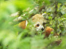 Red Panda (1) 