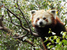 Red Panda Gallery