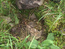 Slow Worm in the rocks (1 of 2) 