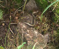 Slow Worm in rocks