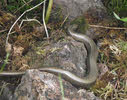 Skin Pattern of Slow Worm 