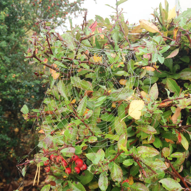 Orb Web (3)