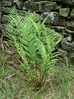 Fern