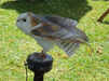 Barn Owl