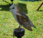 Barn Owl 5 of 5