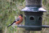 Goldfinch in North Wales