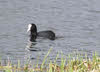 Swimming Coot 