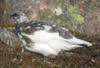 Female Ptarmigan on Ben Rinnes