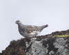 Female Ptarmigan on Ben Wyvis (2 of 3)