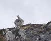 Female Ptarmigan on Ben Wyvis (3 of 3)