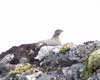 Female Ptarmigan on Ben Wyvis (1 of 3)