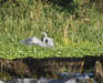 Grey Heron landing 