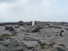 Kinder Low