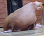 Walrus (4 of 4) 