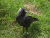 Jackdaw on Ground (2 of 2)