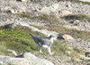 Male Ptarmigan on Ben Wyvis