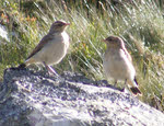 Meadow Pipit on Langdale Pikes (2 of 3) 