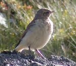 Meadow Pipit on Langdale Pikes (3 of 3) 