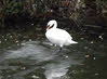 Mute Swan on Ice