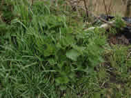 Nettles