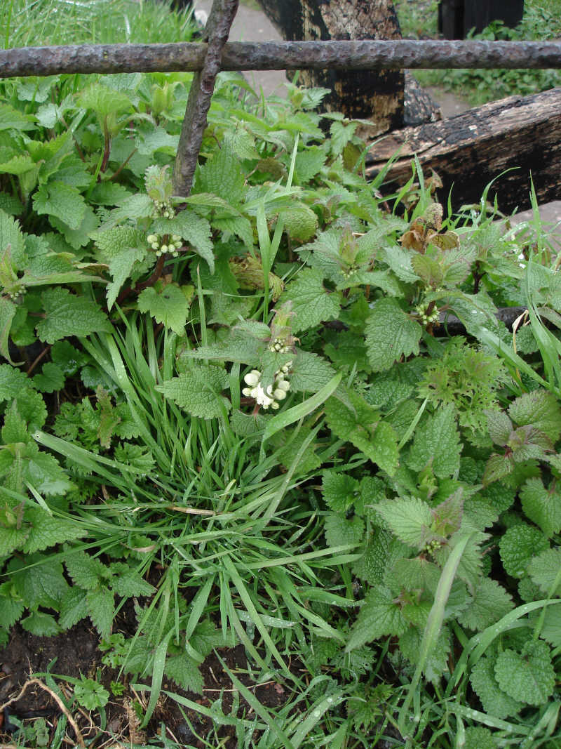 Nettles