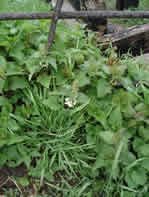 Nettles