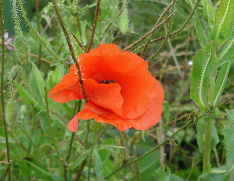 Poppy