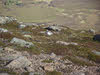 Ptarmigan on Ben Rinnes