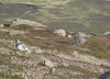 Pair of Ptarmigans on Ben Rinnes