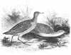 Baillon's Crake