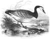 Barnacle Goose