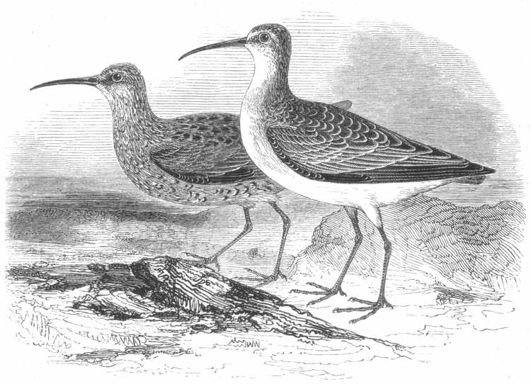 Woodcut of Curlew Sandpiper