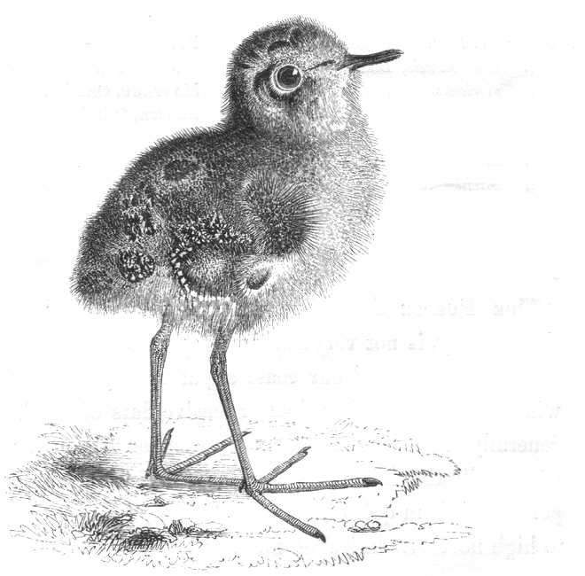A young Dunlin (Calidris alpina)