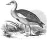 Egyptian Goose