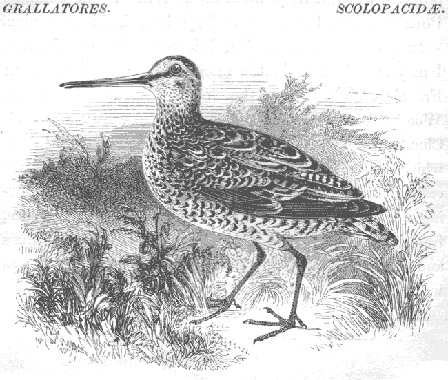 The Great Snipe