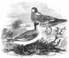 Grey Phalarope